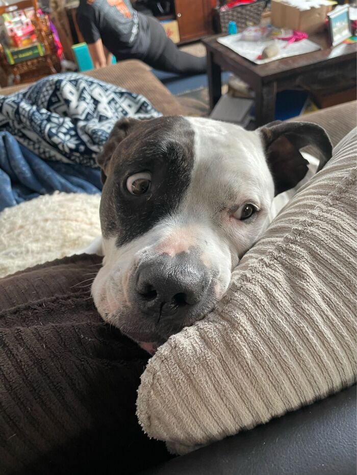 I Case You Feel Down Today Here&rsquo;s My Dog Being Well My Dog