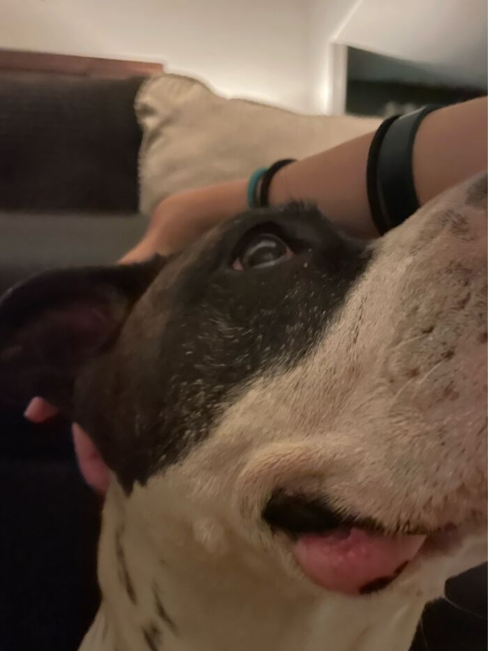 I Case You Feel Down Today Here&rsquo;s My Dog Being Well My Dog