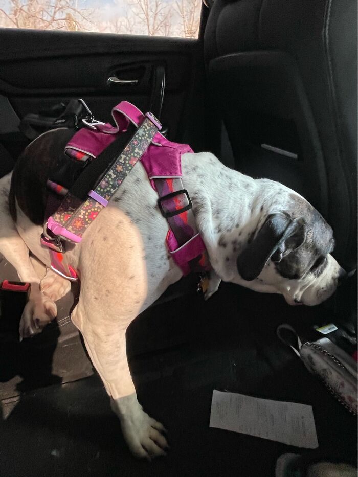 I Case You Feel Down Today Here&rsquo;s My Dog Being Well My Dog