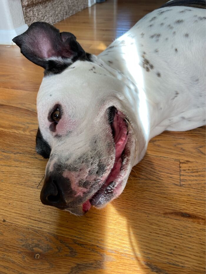 I Case You Feel Down Today Here&rsquo;s My Dog Being Well My Dog