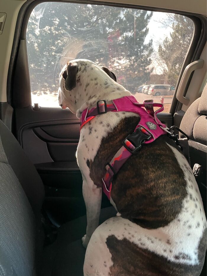 I Case You Feel Down Today Here&rsquo;s My Dog Being Well My Dog