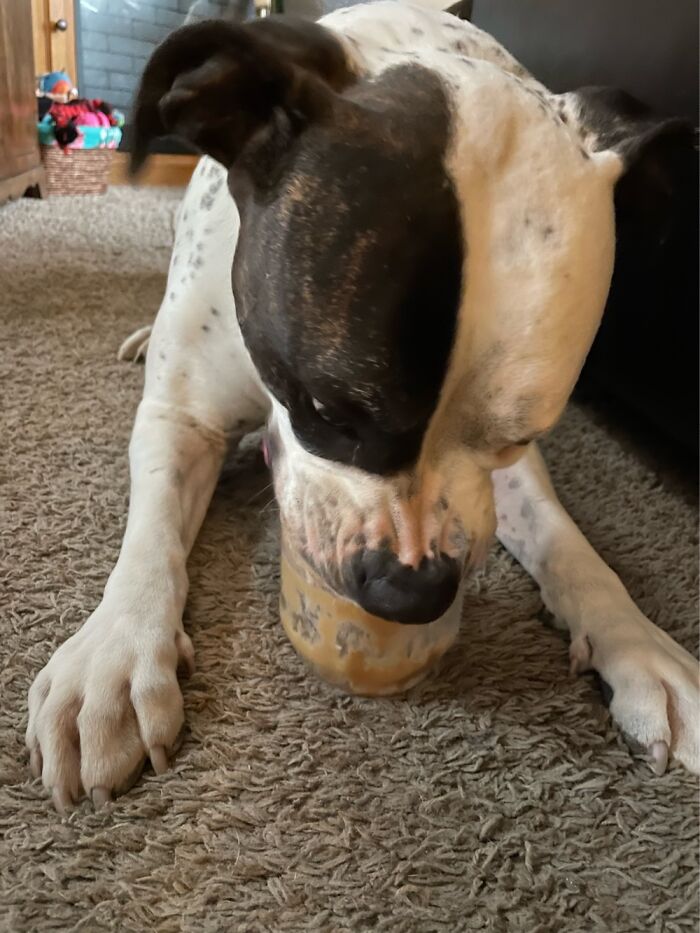 I Case You Feel Down Today Here&rsquo;s My Dog Being Well My Dog