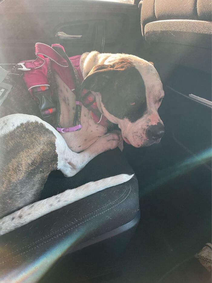 I Case You Feel Down Today Here&rsquo;s My Dog Being Well My Dog