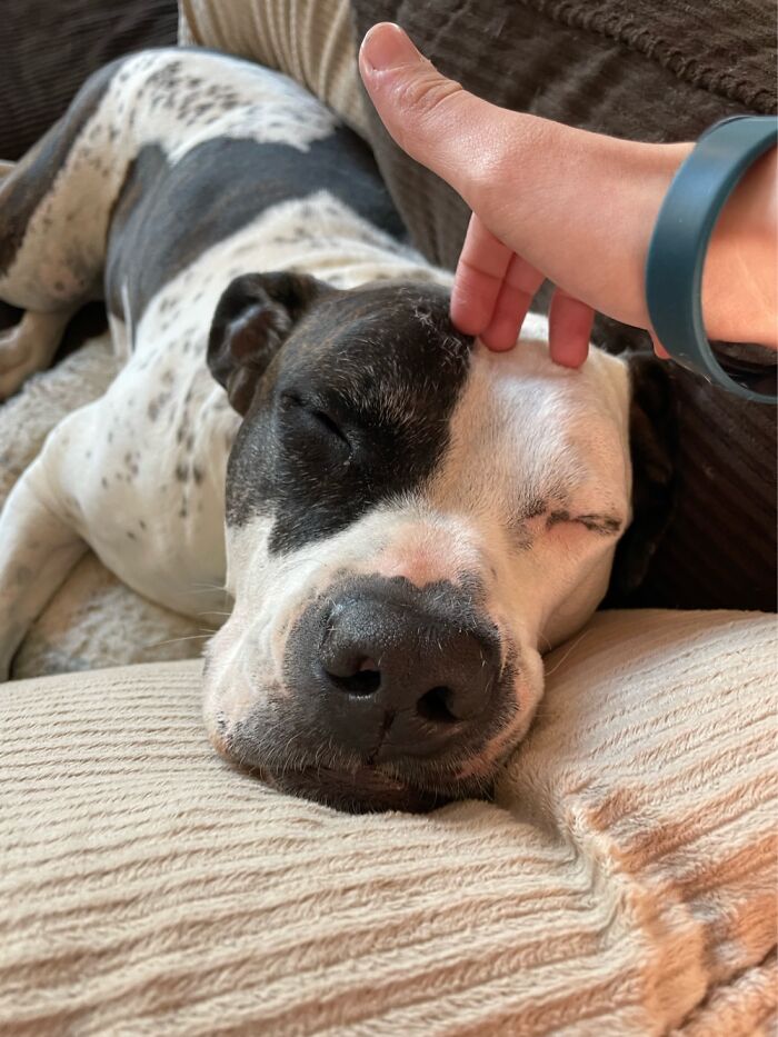 I Case You Feel Down Today Here&rsquo;s My Dog Being Well My Dog