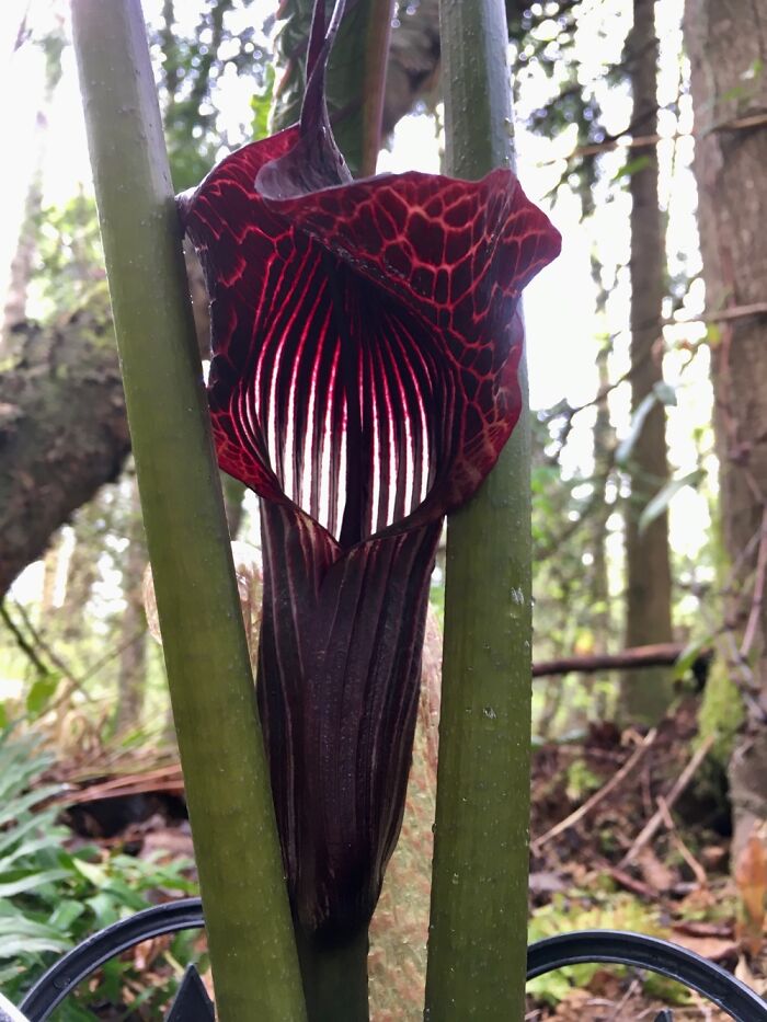Arisaema
