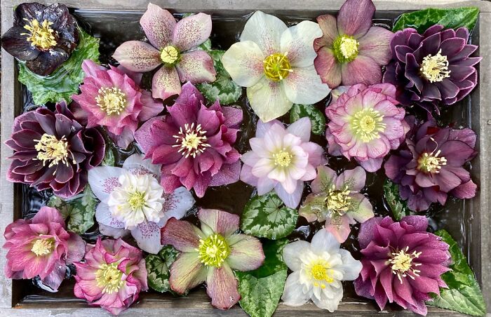 Hellebores