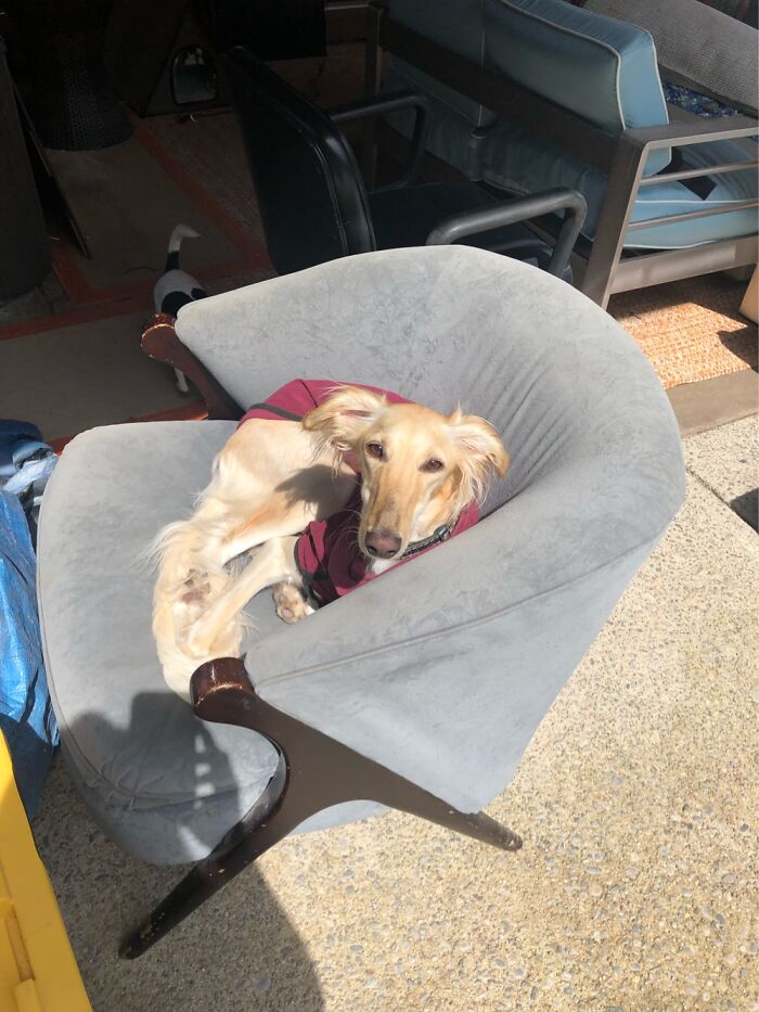 My Daughter’s Dog Lita