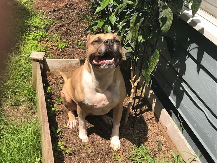 Ginger Bear The “Guarden” Dog