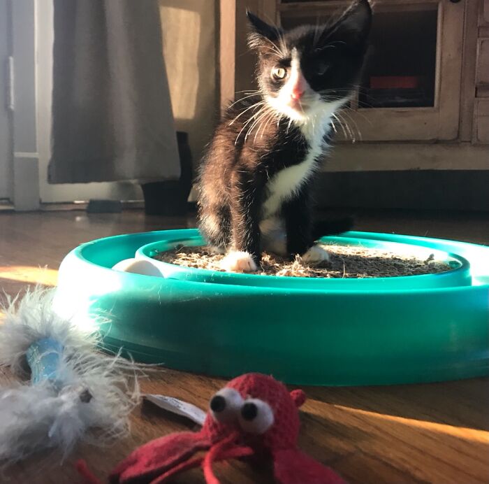 Rebel Rebel Caught In A Sunbeam Trap