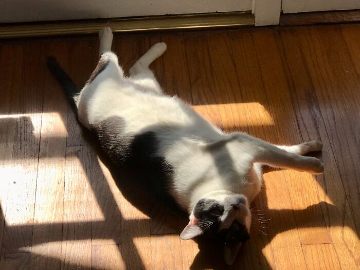 Sun Always Shines On Little Cow