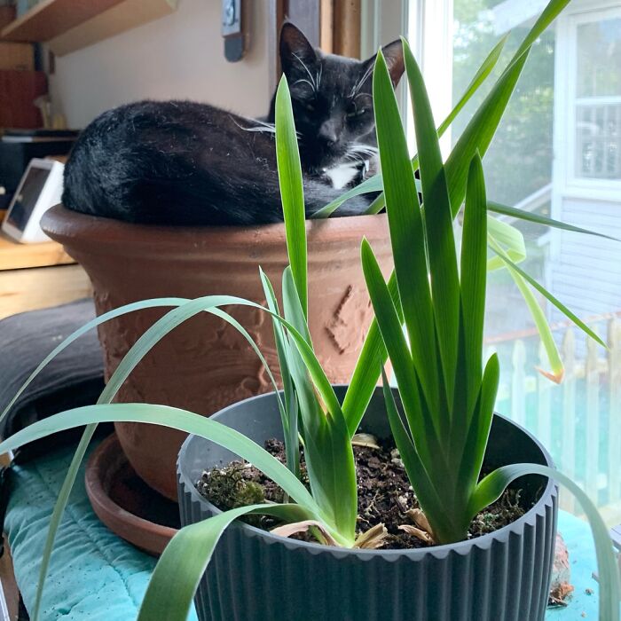 I Really Shouldn’t Have Planted The Catnip Inside