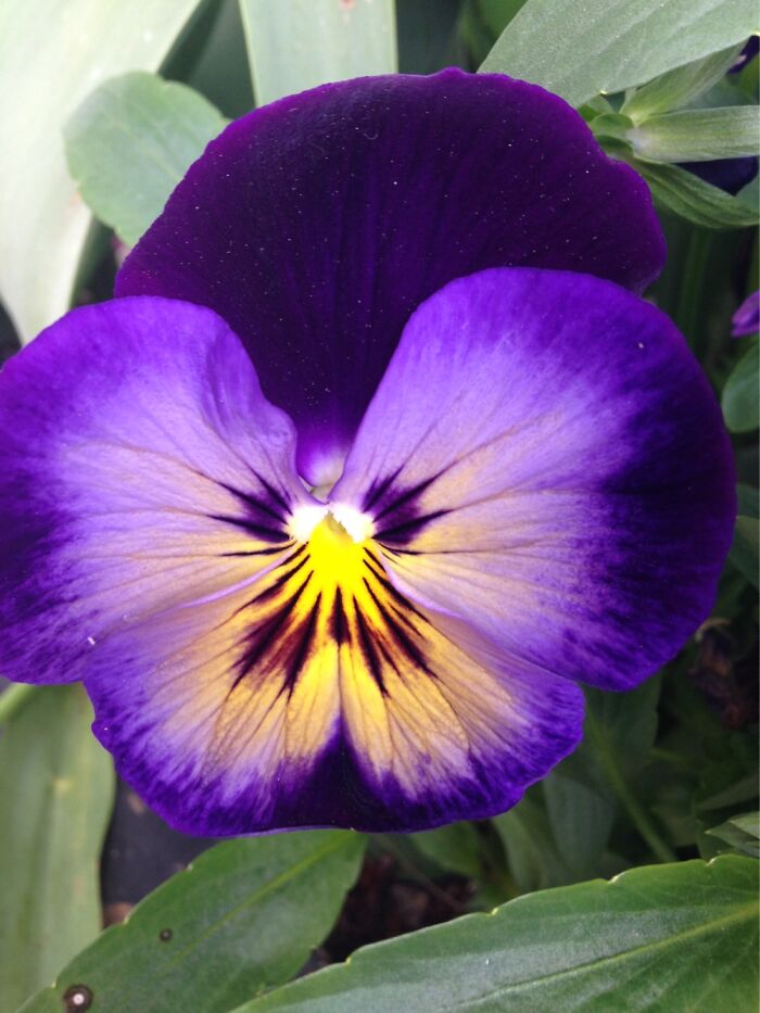 Pretty Pansy