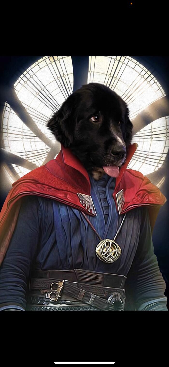 My Goofy Newfie, Luna, Is An Avenger!