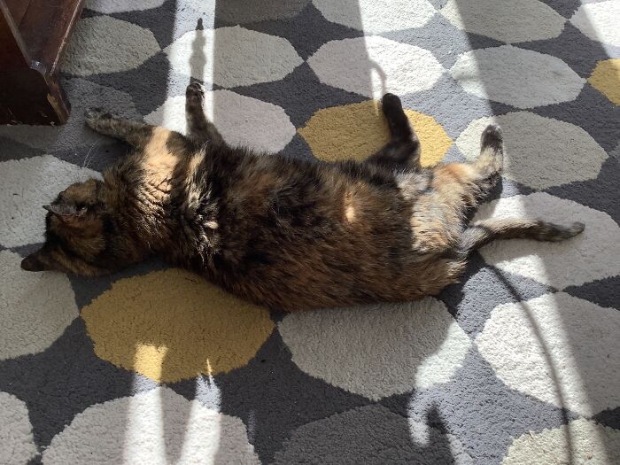 Coco (Our Senior Moggo) Enjoying The Sunshine.