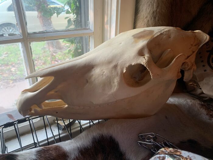 A Male Grévys Zebra Skull Humanely Harvested