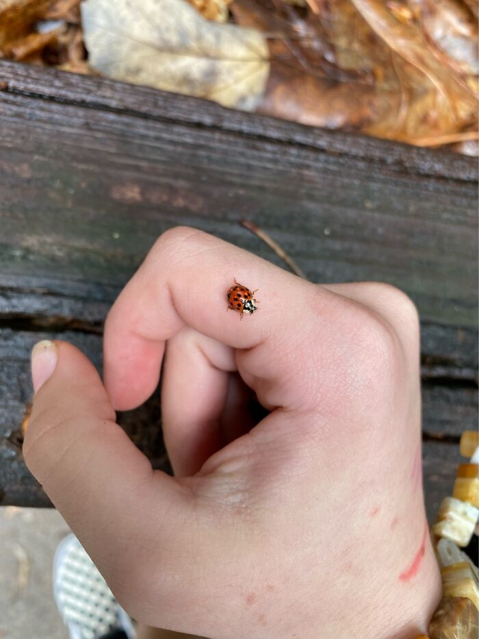 Yesterday After The Rain I Saw This Guy/Gal Drowning In An Empty Flower Pot And Saved Them