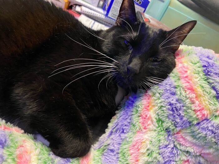 Salem Sleeping On My Rainbow Llama