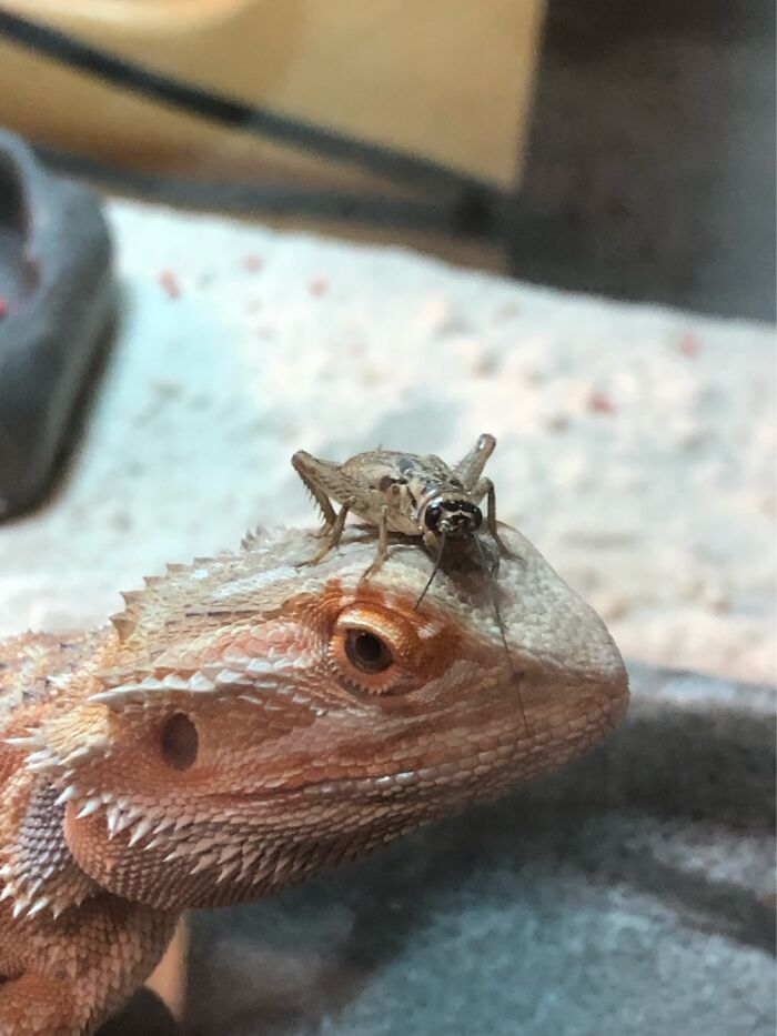 Wilbur: Do I Have Food On My Face?