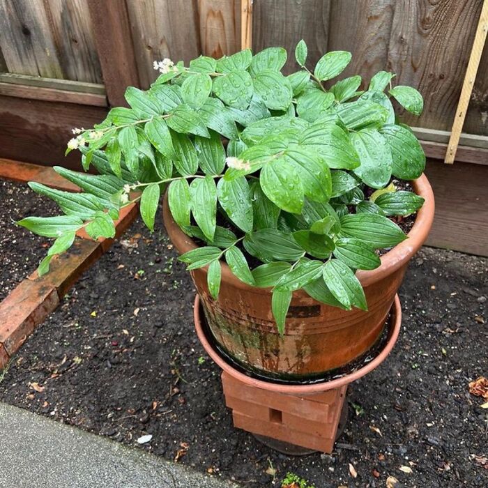 False Soloman’s Seal I Dug Up 24 Years Ago