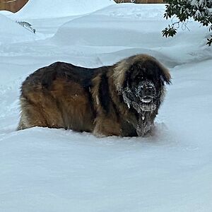 laura_strudwick avatar