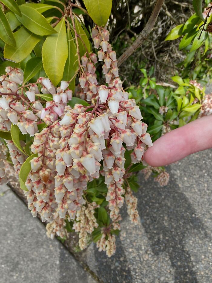Mini Bells, Finger For Scale