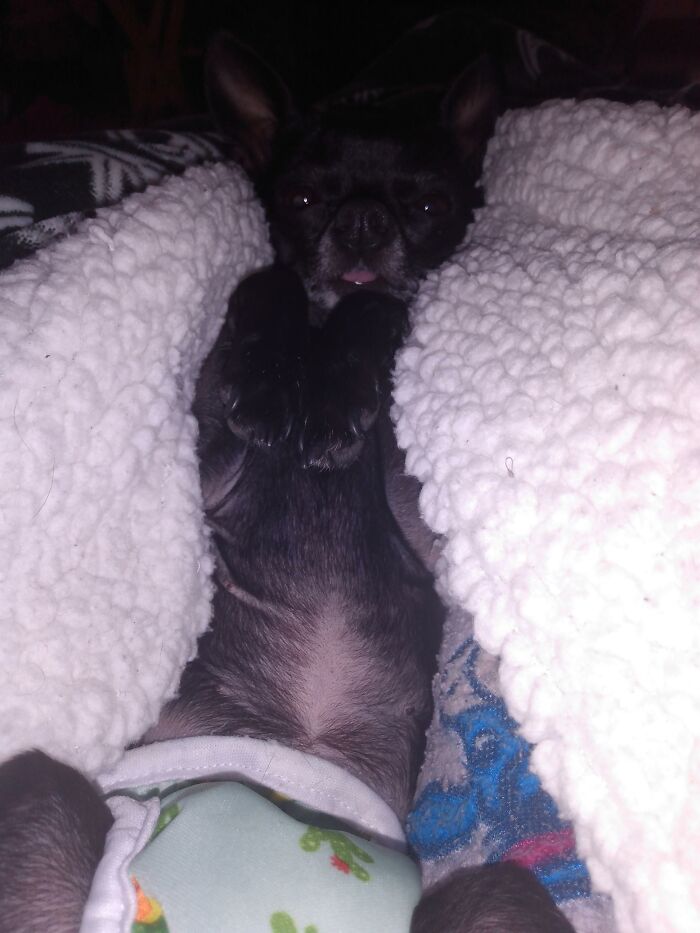 Piggy In Her Cactus Diaper And Her Tongue Sticking Out