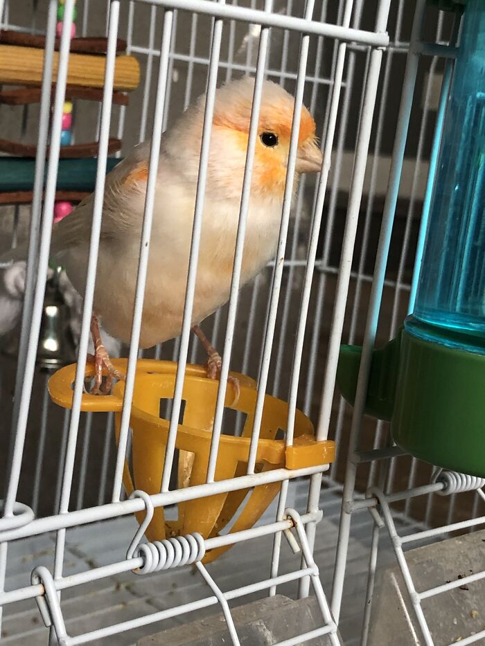 Me Birdie I Bet You Can't Guess What Type He Is