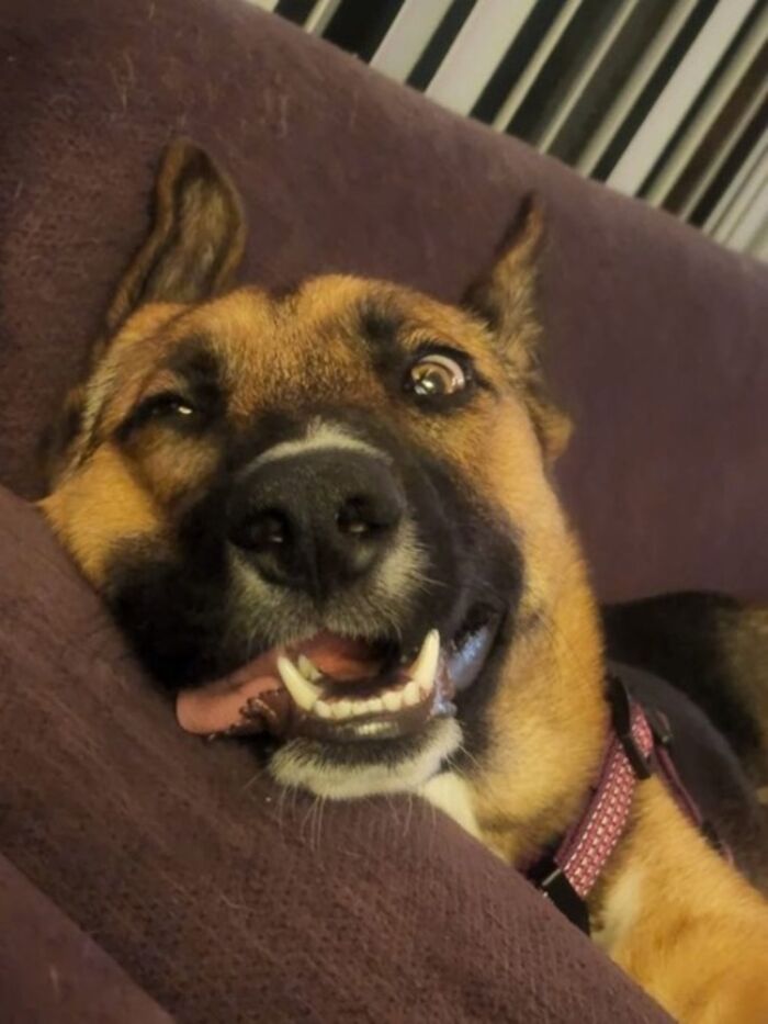 Scarlett- 6 1/2 Month Old Derp