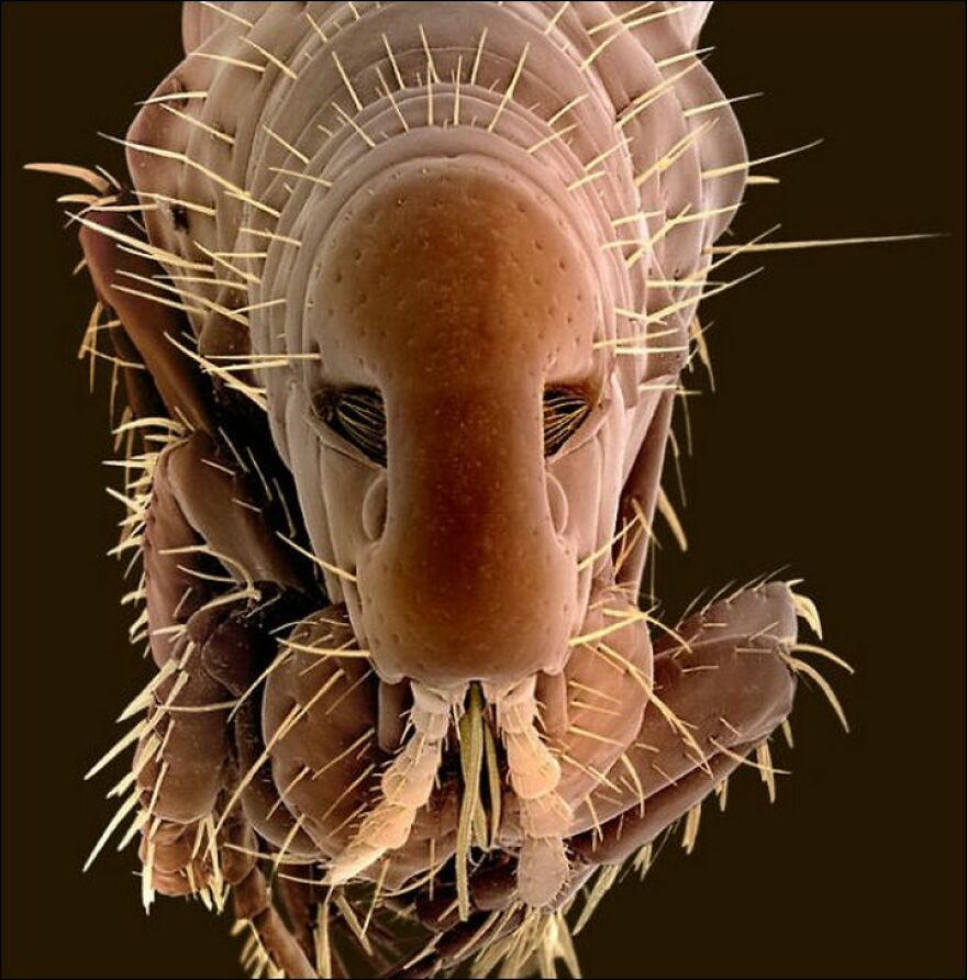 26 Macro Images Invisible To Human Eyes That Will Amaze Them 26 Macro Images Invisible To Human Eyes That Will Amaze Them