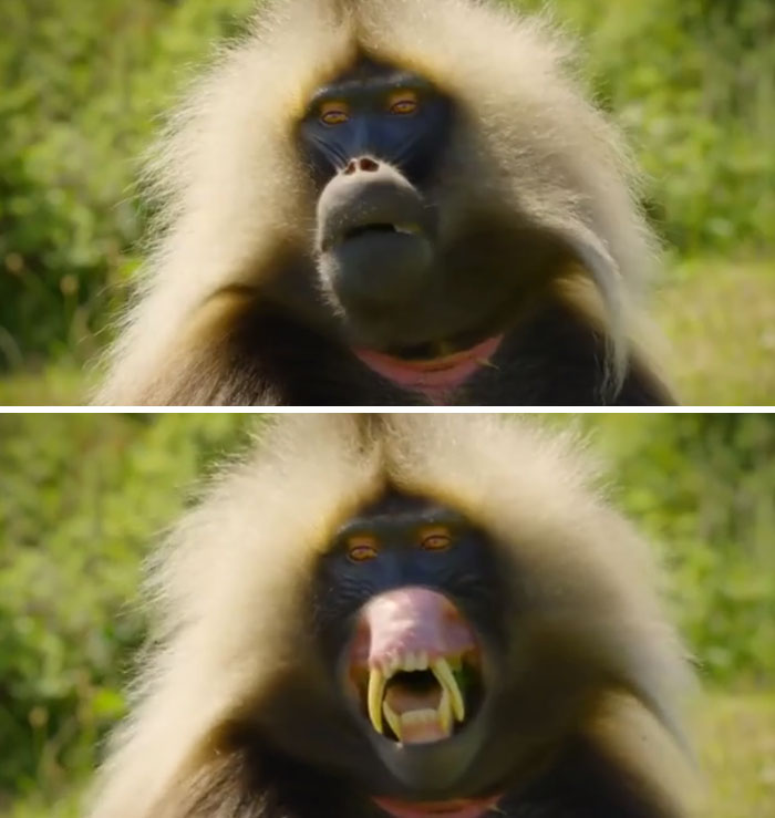 Geladas Baring Their Fangs