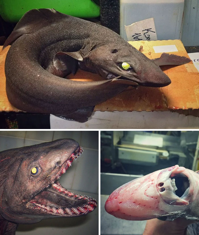 Deep Sea Finds From Roman Fedortsov