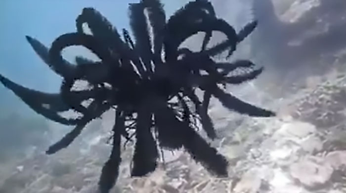 Ah Yes. Biblically Accurate Fish