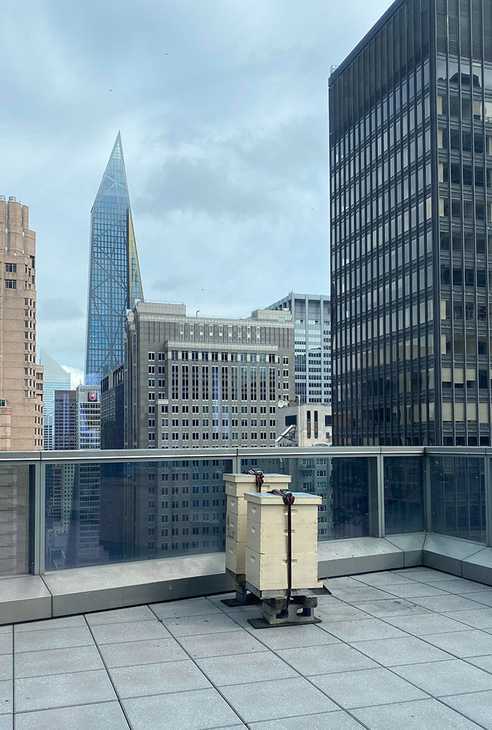 My Hotel In Manhattan Has Beehives