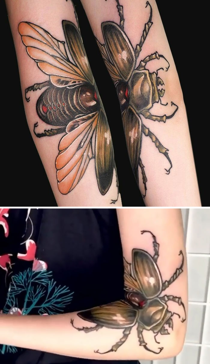 A Golden Stag Beetle