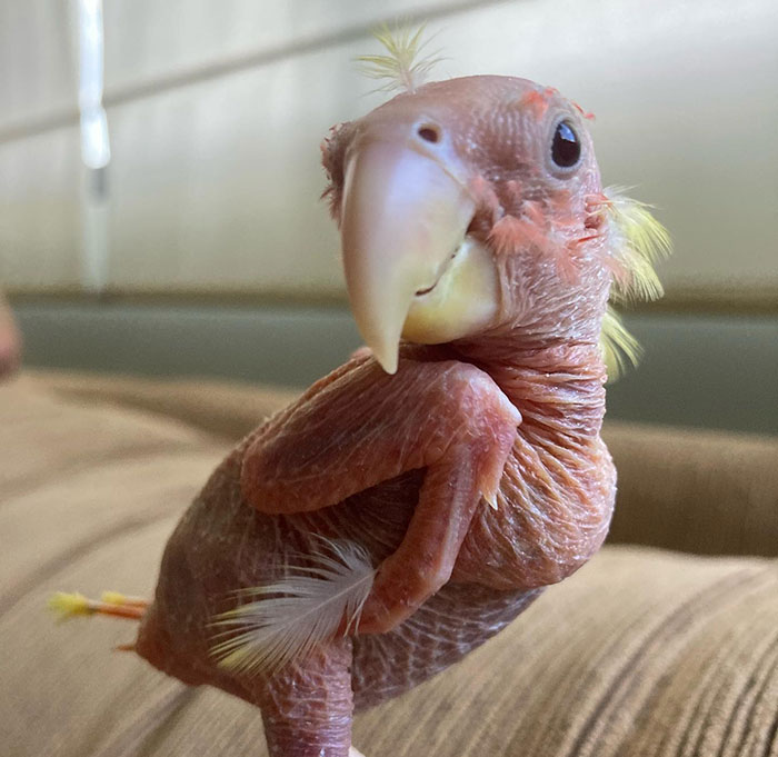 Meet Blondie, An Adorable Bird From Venezuela That Is Living With PBF Disease But Still Enjoying His Life