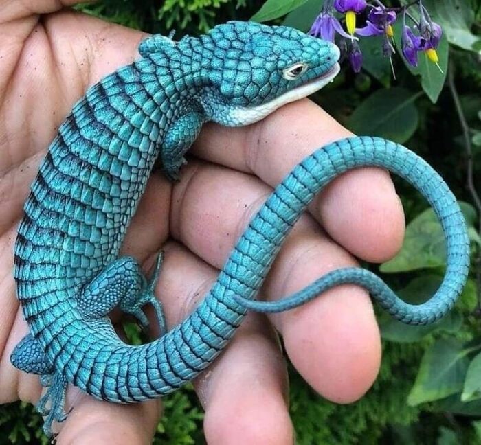 The Endangered Mexican Alligator Lizard
