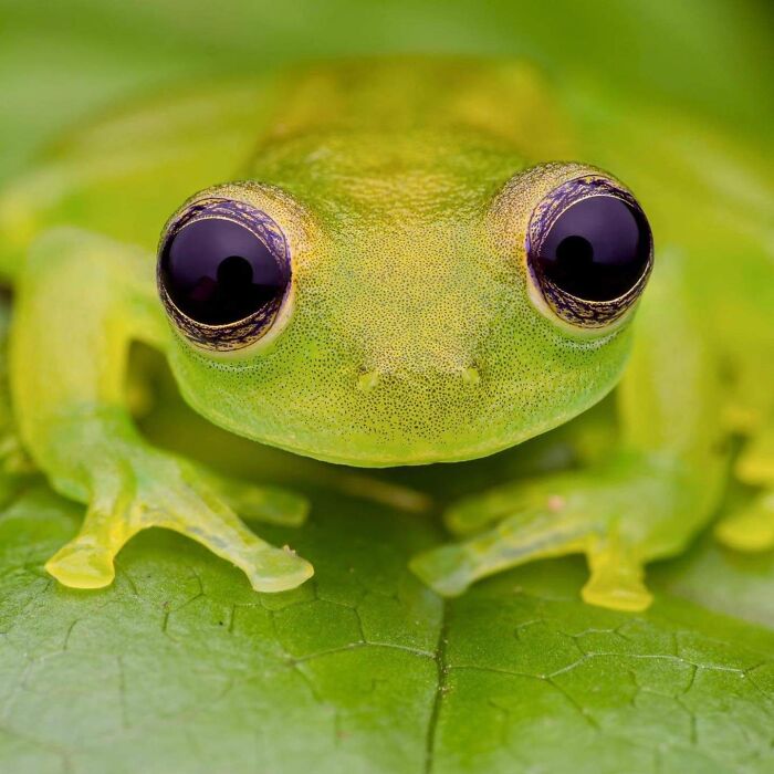 Glass Frog, Photo By Peter Grob