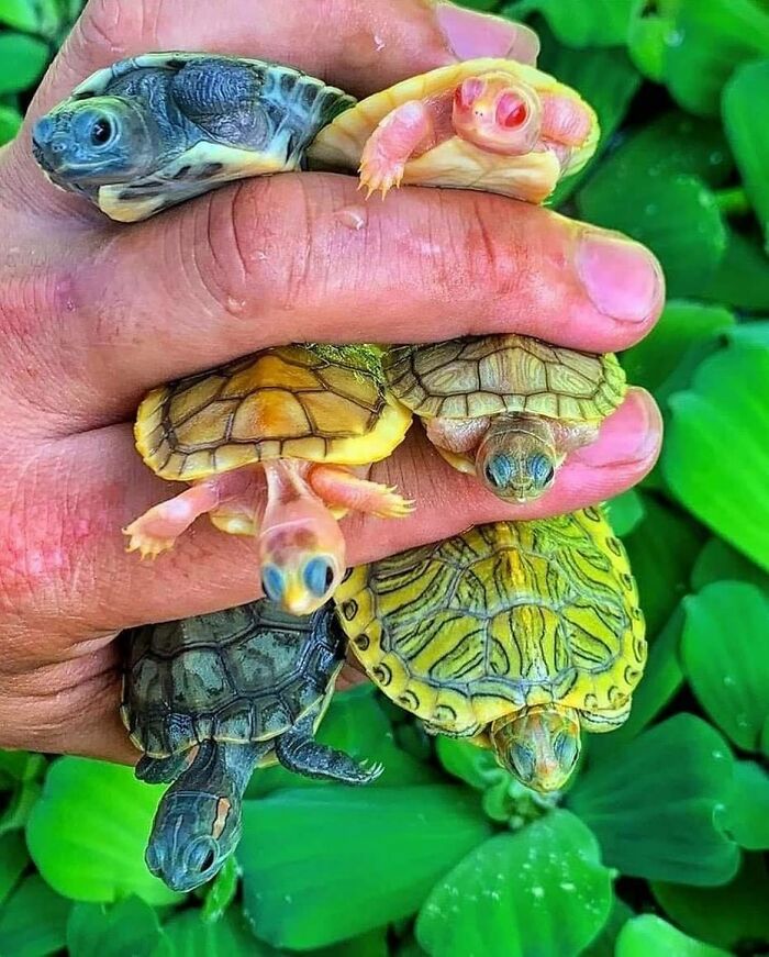 Turtles