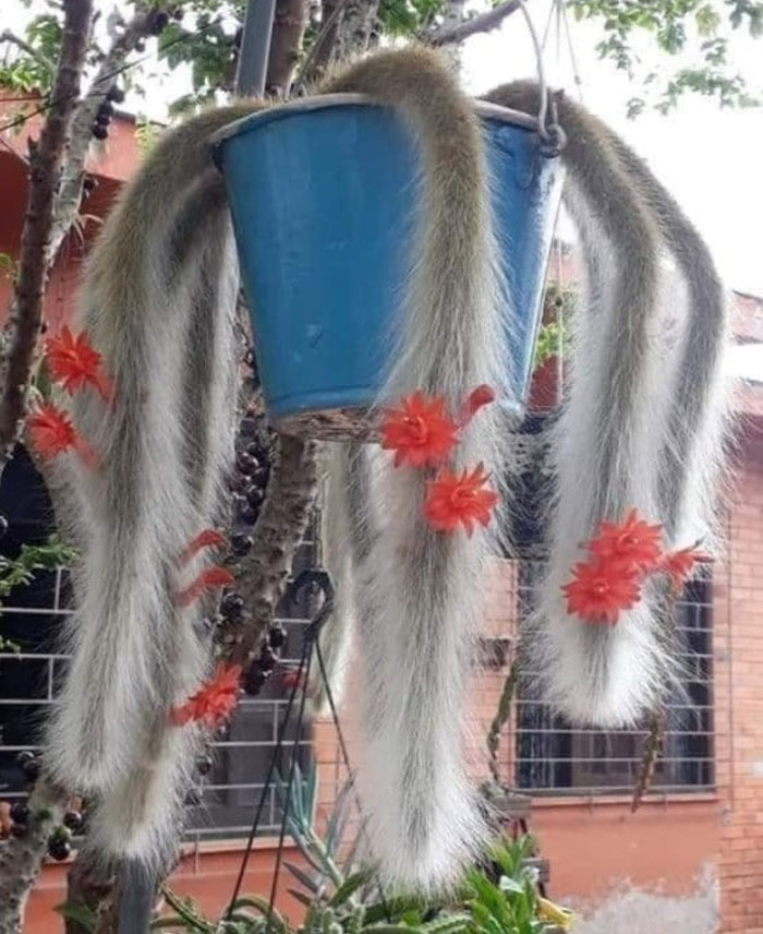 A Giant Spider ? This Is The Stunning Soft Monkey Tail Cactus With Red Flowers
