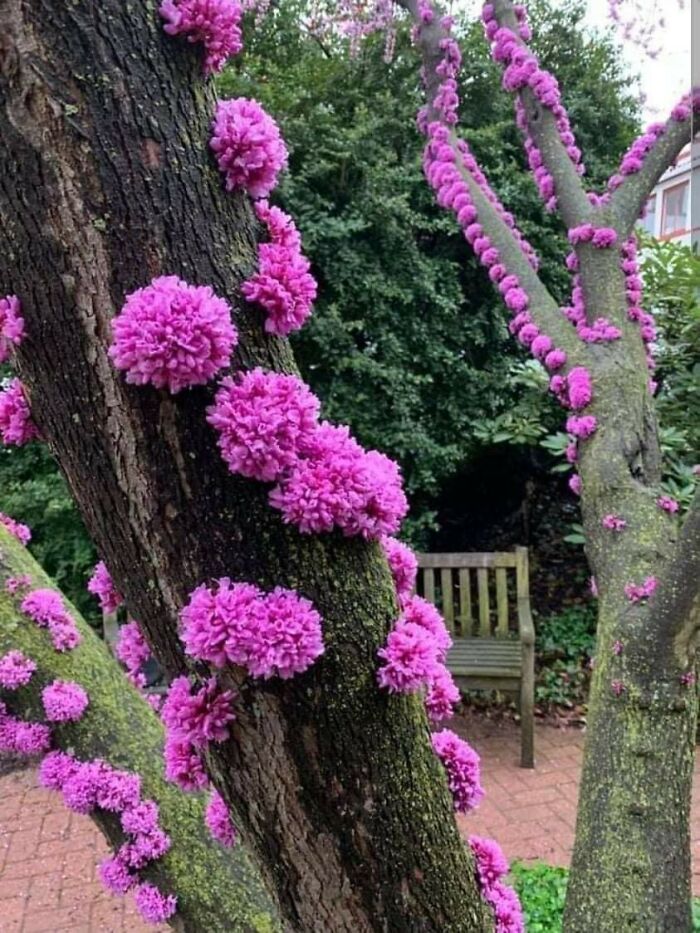 Judas Tree - An Extraordinary Tree Whose Flowers Grow Straight From The Trunk