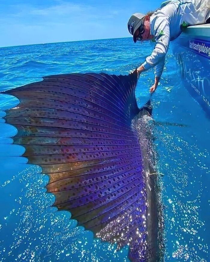 Sailfish Have Been Clocked At Speeds In Excess Of 68mph/112km, Some Experts Consider The Sailfish The Fastest Fish In The World's Oceans