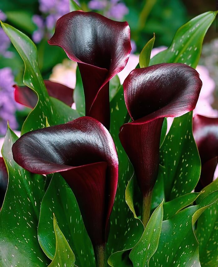 The Gorgeous Black Calla Lily