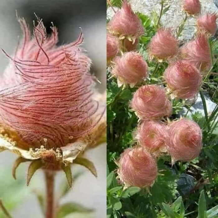 Prairie Smoke Flowers (Geum Triflorum). Looks Like Cotton Candy!