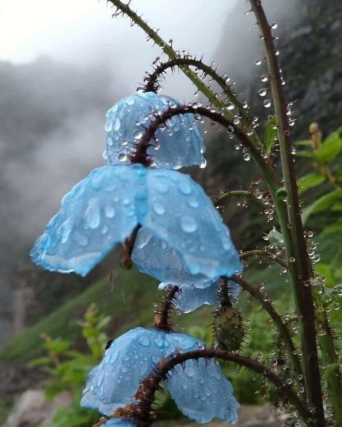 Beautiful Blue Poppies In Tthe Rain