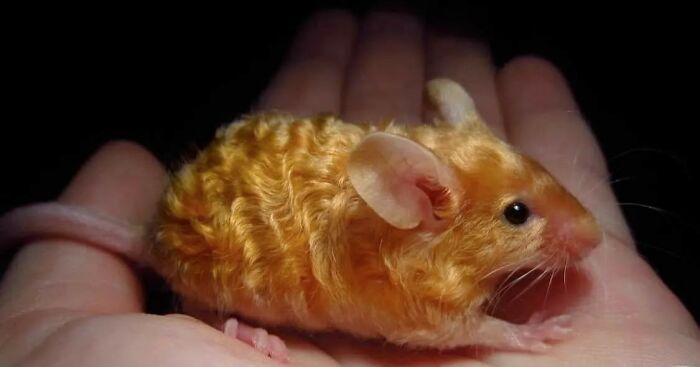 A Golden Wavy Mouse