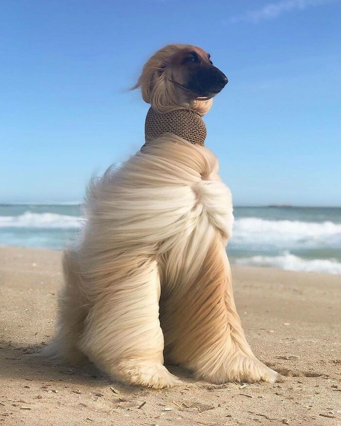 Fluffyboy At The Beach