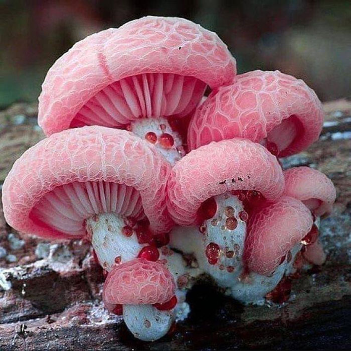 "Rhodotus Palmatus, Aka The Wrinkled Peach