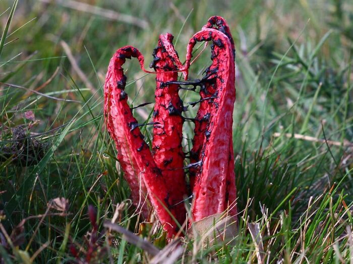 The Stunning Octopus Stinkhorn (Clathrus Archeri)