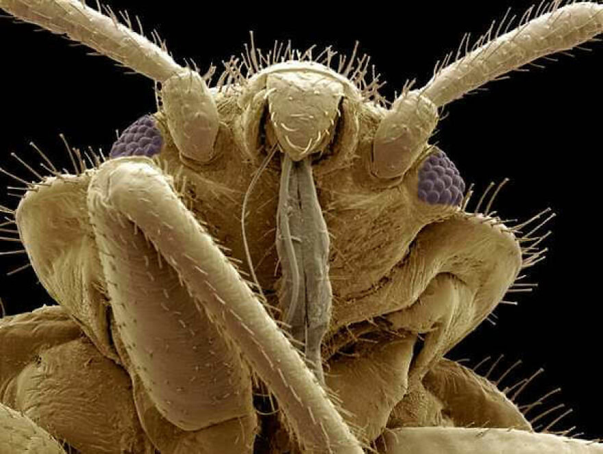 26 Macro Images Invisible To Human Eyes That Will Amaze Them 26 Macro Images Invisible To Human Eyes That Will Amaze Them