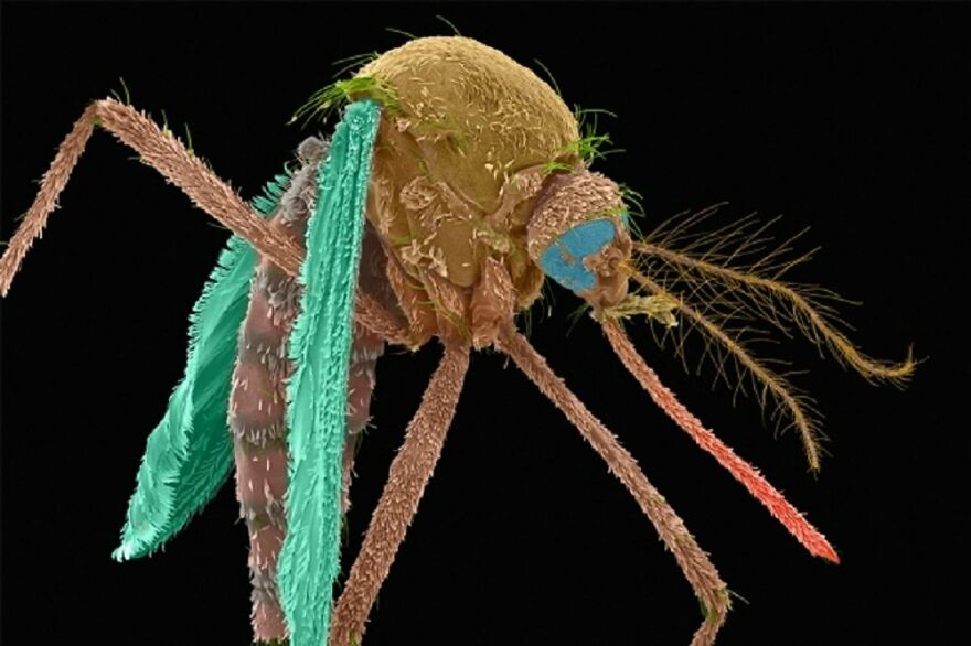 26 Macro Images Invisible To Human Eyes That Will Amaze Them 26 Macro Images Invisible To Human Eyes That Will Amaze Them